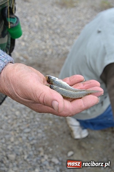 Zdjęcie w galerii na portalu naszraciborz.pl: Wędkarze z Koła Krzyżanowice zakończyli sezon polowaniem na szczupaka wiadomości z regionu