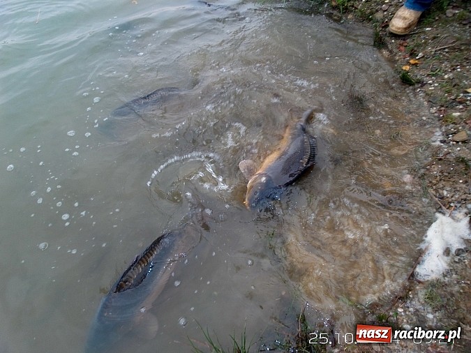 Zdjęcie w galerii na portalu naszraciborz.pl: Wędkarze rywalizowali na Babiczoku ostatni raz w sezonie wiadomości z regionu