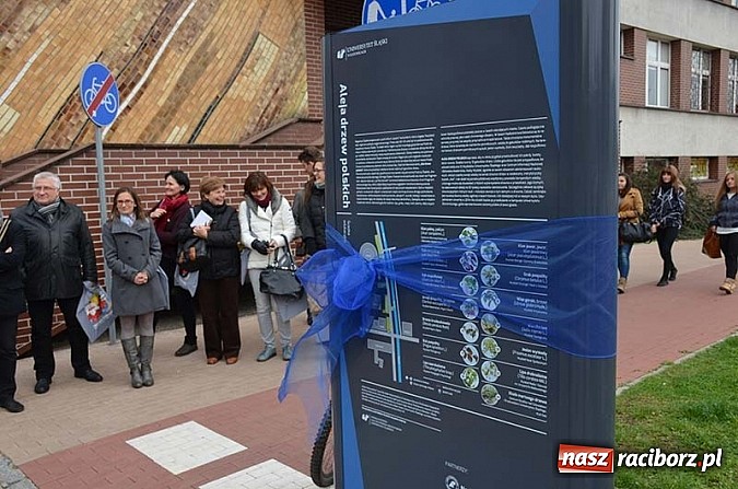 Zdjęcie w galerii na portalu naszraciborz.pl: W Katowicach otwarto ścieżkę edukacyjną Aleja drzew polskich wiadomości z regionu