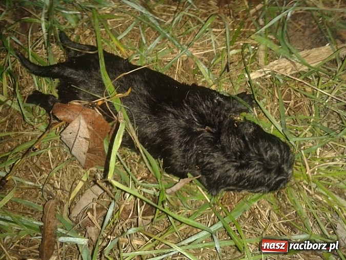 Zdjęcie w galerii na portalu naszraciborz.pl: Bulwersująca sprawa porzuconego psa. Zwierzę zdechło! wiadomości z regionu