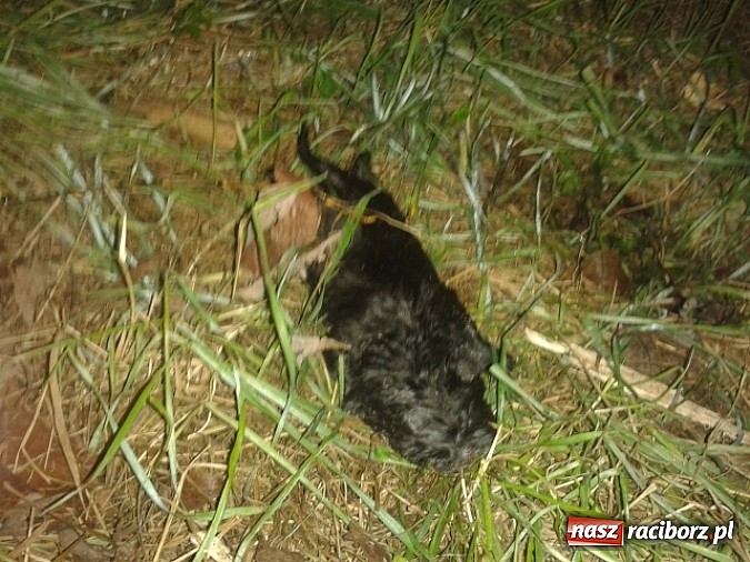 Zdjęcie w galerii na portalu naszraciborz.pl: Bulwersująca sprawa porzuconego psa. Zwierzę zdechło! wiadomości z regionu