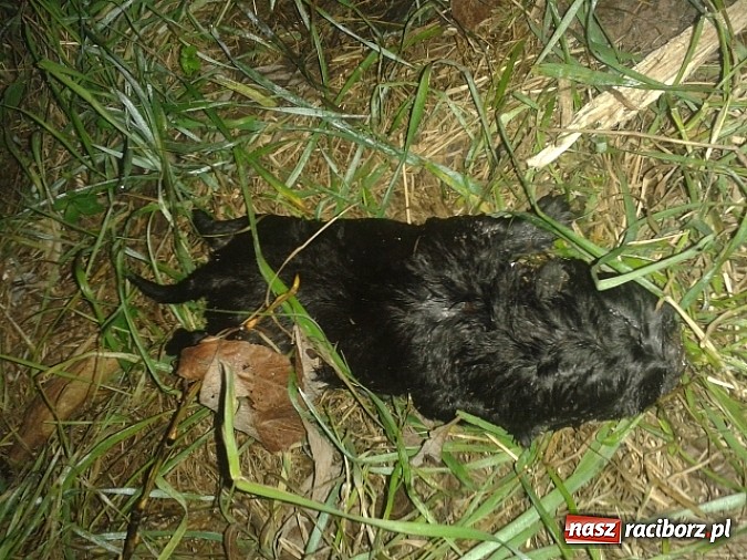 Zdjęcie w galerii na portalu naszraciborz.pl: Bulwersująca sprawa porzuconego psa. Zwierzę zdechło! wiadomości z regionu