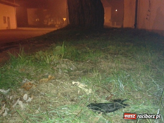 Zdjęcie w galerii na portalu naszraciborz.pl: Bulwersująca sprawa porzuconego psa. Zwierzę zdechło! wiadomości z regionu