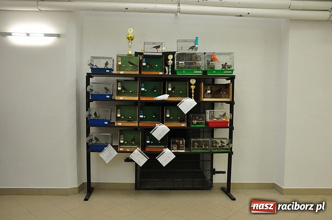 Zdjęcie w galerii na portalu naszraciborz.pl: Wystawa kanarków i ptaków egzotycznych w Labiryncie wiadomości z regionu