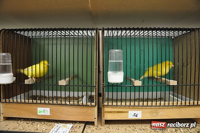 Zdjęcie w galerii na portalu naszraciborz.pl: Wystawa kanarków i ptaków egzotycznych w Labiryncie wiadomości z regionu
