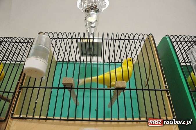 Zdjęcie w galerii na portalu naszraciborz.pl: Wystawa kanarków i ptaków egzotycznych w Labiryncie wiadomości z regionu