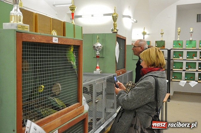 Zdjęcie w galerii na portalu naszraciborz.pl: Wystawa kanarków i ptaków egzotycznych w Labiryncie wiadomości z regionu