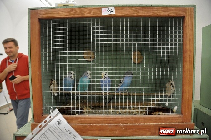 Zdjęcie w galerii na portalu naszraciborz.pl: Wystawa kanarków i ptaków egzotycznych w Labiryncie wiadomości z regionu