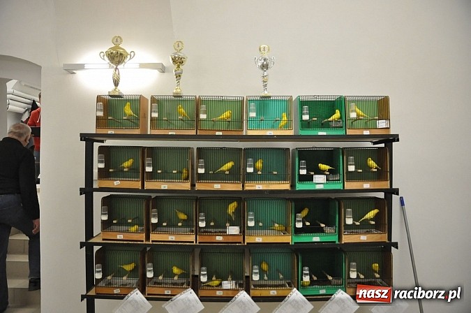 Zdjęcie w galerii na portalu naszraciborz.pl: Wystawa kanarków i ptaków egzotycznych w Labiryncie wiadomości z regionu