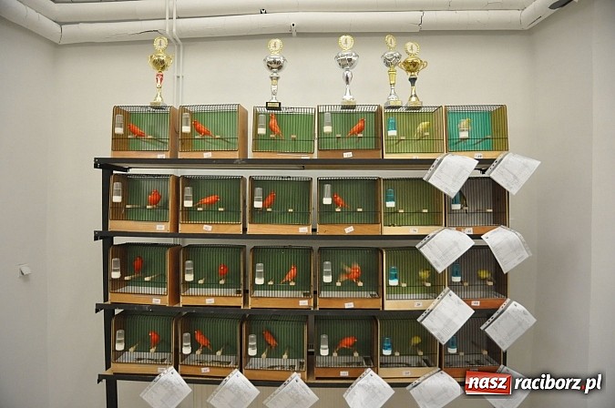 Zdjęcie w galerii na portalu naszraciborz.pl: Wystawa kanarków i ptaków egzotycznych w Labiryncie wiadomości z regionu