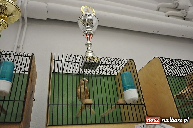 Zdjęcie w galerii na portalu naszraciborz.pl: Wystawa kanarków i ptaków egzotycznych w Labiryncie wiadomości z regionu