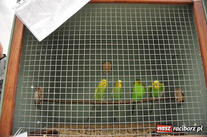 Zdjęcie w galerii na portalu naszraciborz.pl: Wystawa kanarków i ptaków egzotycznych w Labiryncie wiadomości z regionu