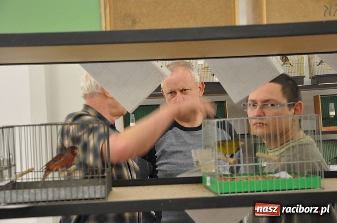 Zdjęcie w galerii na portalu naszraciborz.pl: Wystawa kanarków i ptaków egzotycznych w Labiryncie wiadomości z regionu