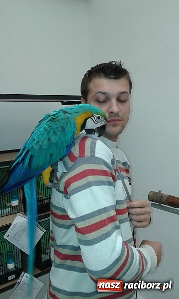 Zdjęcie w galerii na portalu naszraciborz.pl: Wystawa kanarków i ptaków egzotycznych w Labiryncie wiadomości z regionu