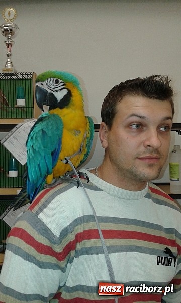 Zdjęcie w galerii na portalu naszraciborz.pl: Wystawa kanarków i ptaków egzotycznych w Labiryncie wiadomości z regionu