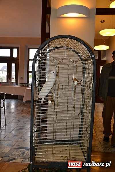 Zdjęcie w galerii na portalu naszraciborz.pl: Ptasie piękności na wystawie w Tworkowie wiadomości z regionu