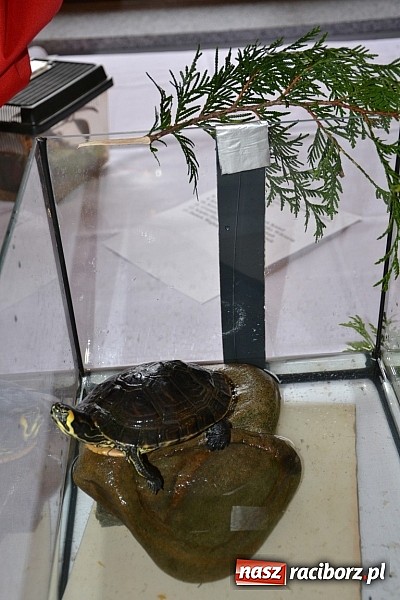 Zdjęcie w galerii na portalu naszraciborz.pl: Ptasie piękności na wystawie w Tworkowie wiadomości z regionu