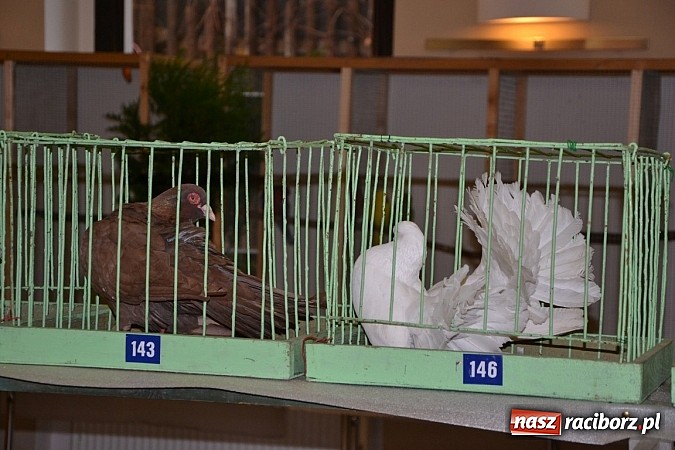 Zdjęcie w galerii na portalu naszraciborz.pl: Ptasie piękności na wystawie w Tworkowie wiadomości z regionu