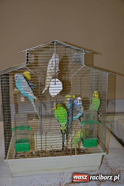 Zdjęcie w galerii na portalu naszraciborz.pl: Ptasie piękności na wystawie w Tworkowie wiadomości z regionu