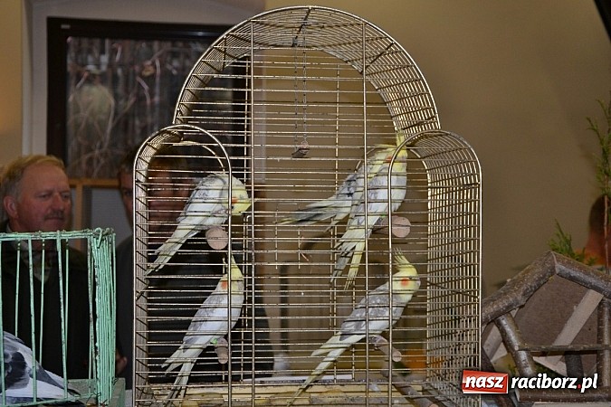 Zdjęcie w galerii na portalu naszraciborz.pl: Ptasie piękności na wystawie w Tworkowie wiadomości z regionu