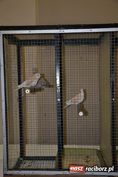 Zdjęcie w galerii na portalu naszraciborz.pl: Ptasie piękności na wystawie w Tworkowie wiadomości z regionu