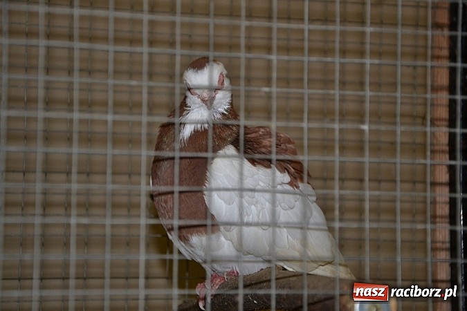 Zdjęcie w galerii na portalu naszraciborz.pl: Ptasie piękności na wystawie w Tworkowie wiadomości z regionu