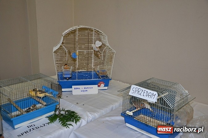 Zdjęcie w galerii na portalu naszraciborz.pl: Ptasie piękności na wystawie w Tworkowie wiadomości z regionu