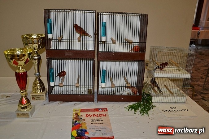 Zdjęcie w galerii na portalu naszraciborz.pl: Ptasie piękności na wystawie w Tworkowie wiadomości z regionu