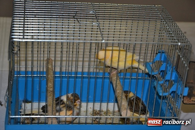 Zdjęcie w galerii na portalu naszraciborz.pl: Ptasie piękności na wystawie w Tworkowie wiadomości z regionu