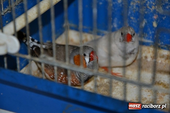 Zdjęcie w galerii na portalu naszraciborz.pl: Ptasie piękności na wystawie w Tworkowie wiadomości z regionu