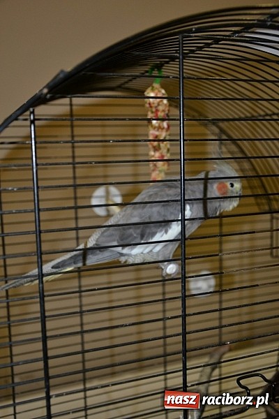 Zdjęcie w galerii na portalu naszraciborz.pl: Ptasie piękności na wystawie w Tworkowie wiadomości z regionu