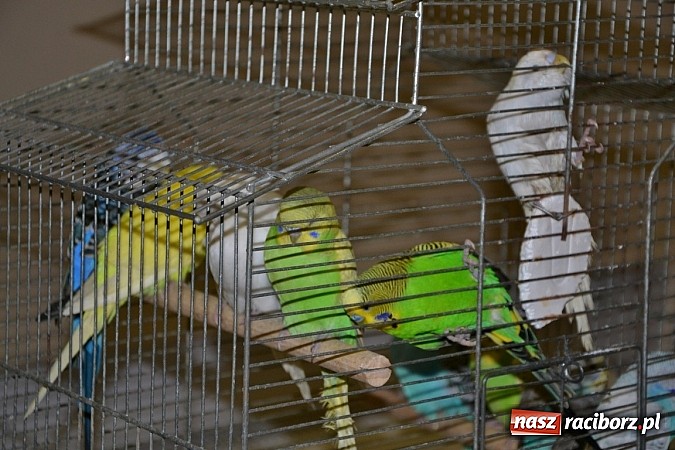 Zdjęcie w galerii na portalu naszraciborz.pl: Ptasie piękności na wystawie w Tworkowie wiadomości z regionu