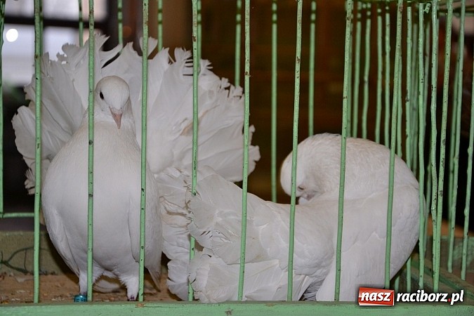 Zdjęcie w galerii na portalu naszraciborz.pl: Ptasie piękności na wystawie w Tworkowie wiadomości z regionu