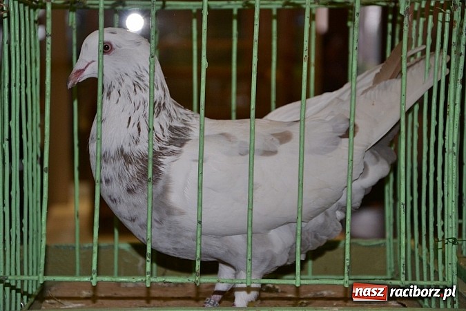 Zdjęcie w galerii na portalu naszraciborz.pl: Ptasie piękności na wystawie w Tworkowie wiadomości z regionu