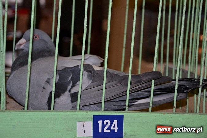 Zdjęcie w galerii na portalu naszraciborz.pl: Ptasie piękności na wystawie w Tworkowie wiadomości z regionu