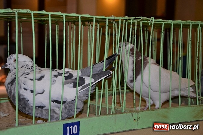 Zdjęcie w galerii na portalu naszraciborz.pl: Ptasie piękności na wystawie w Tworkowie wiadomości z regionu