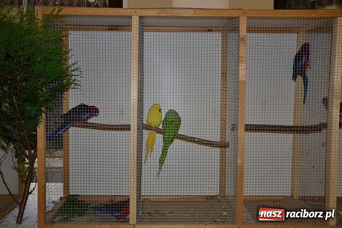 Zdjęcie w galerii na portalu naszraciborz.pl: Ptasie piękności na wystawie w Tworkowie wiadomości z regionu