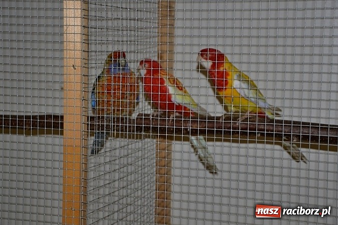 Zdjęcie w galerii na portalu naszraciborz.pl: Ptasie piękności na wystawie w Tworkowie wiadomości z regionu