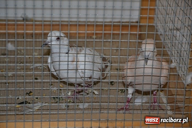 Zdjęcie w galerii na portalu naszraciborz.pl: Ptasie piękności na wystawie w Tworkowie wiadomości z regionu