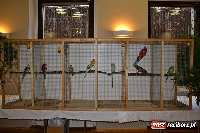 Zdjęcie w galerii na portalu naszraciborz.pl: Ptasie piękności na wystawie w Tworkowie wiadomości z regionu