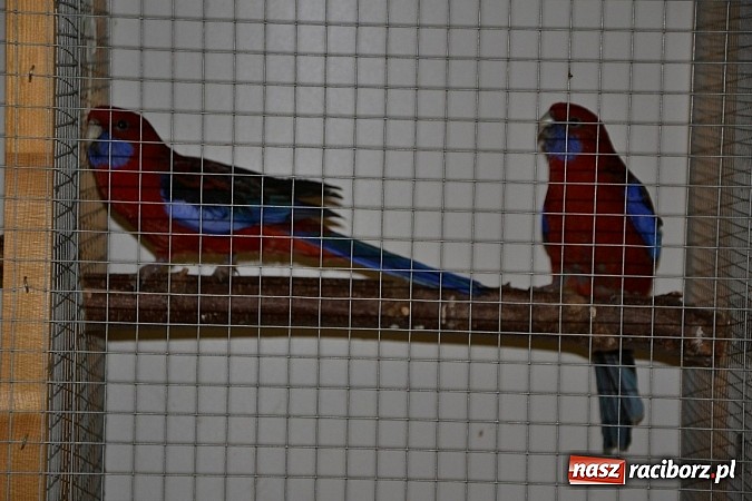 Zdjęcie w galerii na portalu naszraciborz.pl: Ptasie piękności na wystawie w Tworkowie wiadomości z regionu