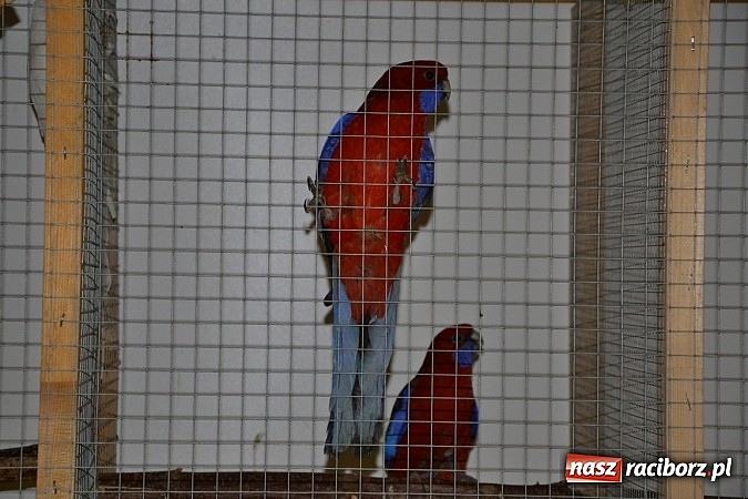 Zdjęcie w galerii na portalu naszraciborz.pl: Ptasie piękności na wystawie w Tworkowie wiadomości z regionu