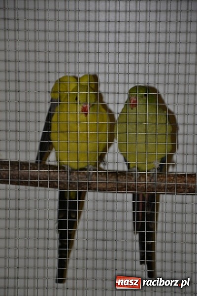 Zdjęcie w galerii na portalu naszraciborz.pl: Ptasie piękności na wystawie w Tworkowie wiadomości z regionu