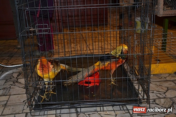 Zdjęcie w galerii na portalu naszraciborz.pl: Ptasie piękności na wystawie w Tworkowie wiadomości z regionu