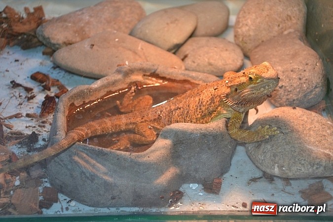 Zdjęcie w galerii na portalu naszraciborz.pl: Ptasie piękności na wystawie w Tworkowie wiadomości z regionu