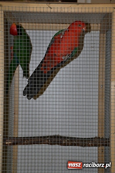 Zdjęcie w galerii na portalu naszraciborz.pl: Ptasie piękności na wystawie w Tworkowie wiadomości z regionu