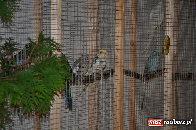 Zdjęcie w galerii na portalu naszraciborz.pl: Ptasie piękności na wystawie w Tworkowie wiadomości z regionu