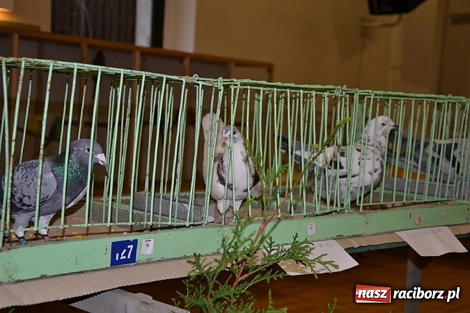 Zdjęcie w galerii na portalu naszraciborz.pl: Ptasie piękności na wystawie w Tworkowie wiadomości z regionu