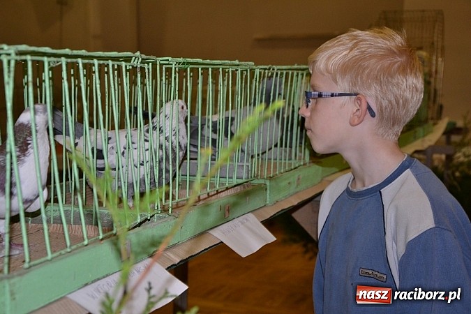 Zdjęcie w galerii na portalu naszraciborz.pl: Ptasie piękności na wystawie w Tworkowie wiadomości z regionu