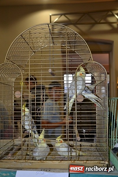 Zdjęcie w galerii na portalu naszraciborz.pl: Ptasie piękności na wystawie w Tworkowie wiadomości z regionu